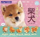 画像: まったり柴犬フィギュア（９月）【■３００円カプセルトイ　４０個入り　石川玩具】＋正規台紙