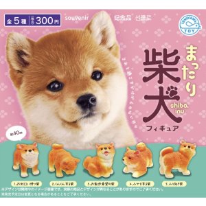 画像: まったり柴犬フィギュア（９月）【■３００円カプセルトイ　４０個入り　石川玩具】＋正規台紙