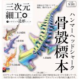 画像: 三次元細工 ハンマーヘッドシャーク骨殻標本（９月）【■３００円カプセルトイ　４０個入り　くりんぼう】＋正規台紙