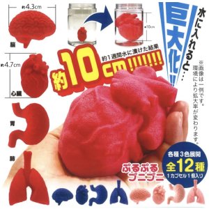 画像: 水に入れるとおおきくふくらむ　ぷるぷる人体模型フィギュアマスコット（１０月）【△３００円カプセルトイ　４０個入り　奇譚クラブ】＋正規台紙