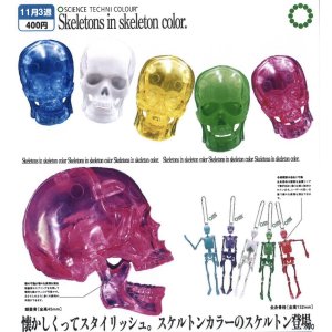 画像: STC スケルトンズ イン スケルトンカラー（１１月）【▲４００円カプセルトイ　３０個入り　いきもん】＋正規台紙