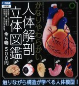 画像: STC かなりやわらかい人体解剖立体図鑑（１１月）【▲５００円カプセルトイ　２０個入り　いきもん】＋正規台紙