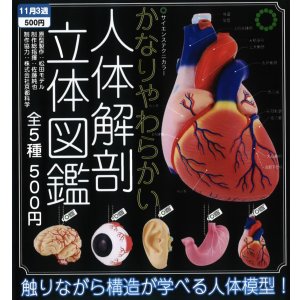 画像: STC かなりやわらかい人体解剖立体図鑑（１１月）【▲５００円カプセルトイ　２０個入り　いきもん】＋正規台紙