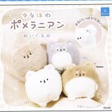 画像: ゆるほわポメラニアン ぬいぐるみ（再販）（１１月）【▲４００円カプセルトイ　３０個入り　クオリア】＋正規台紙