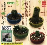 画像: カプセルから育てる　ガチな栽培キット【サボテン編】（１２月）【▽３００円カプセルトイ　４０個入り　ビーム】＋正規台紙