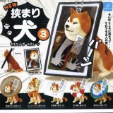 画像: NEW 挟まり犬3 マスコットボールチェーン（１２月）【▽３００円カプセルトイ　４０個入り　クオリア】＋正規台紙