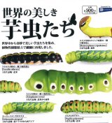 画像: 世界の美しき芋虫たち(2月)【○500円カプセル 20個入り レインボー】+正規台紙