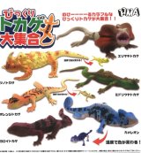 画像: びっくりトカゲ大集合（２月）【○３００円カプセル　４０個入り　ＨＭＡ】＋正規台紙