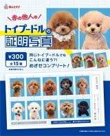 画像: トイプードルの証明写真（１月）【●３００円カプセル　１カートン２００個入り　奇人クラブ】