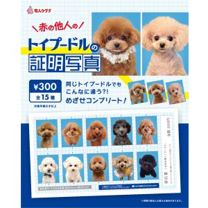 画像: トイプードルの証明写真（１月）【●３００円カプセル　１カートン２００個入り　奇人クラブ】