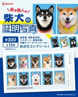 画像: 柴犬の証明写真（１月）【●３００円カプセル　１カートン２００個入り　奇人クラブ】