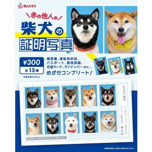 画像: 柴犬の証明写真（１月）【●３００円カプセル　１カートン２００個入り　奇人クラブ】