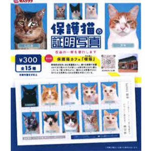 画像: 保護猫の証明写真（１月）【●３００円カプセル　１カートン２００個入り　奇人クラブ】
