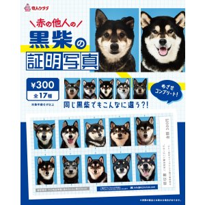 画像: 黒柴の証明写真（１月）【●３００円カプセル　１カートン２００個入り　奇人クラブ】