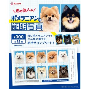 画像: ポメラニアンの証明写真（１月）【●３００円カプセル　１カートン２００個入り　奇人クラブ】