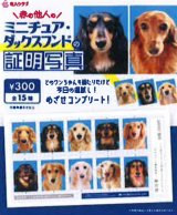 画像: ミニチュアダックスフンドの証明写真（１月）【●３００円カプセル　１カートン２００個入り　奇人クラブ】