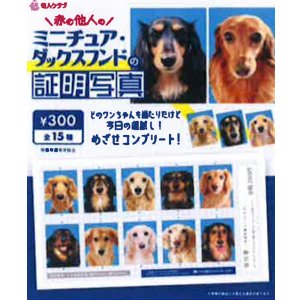 画像: ミニチュアダックスフンドの証明写真（１月）【●３００円カプセル　１カートン２００個入り　奇人クラブ】
