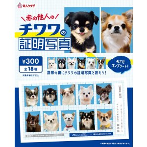 画像: チワワの証明写真（１月）【●３００円カプセル　１カートン２００個入り　奇人クラブ】