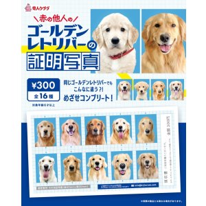 画像: ゴールデンレトリバーの証明写真（１月）【●３００円カプセル　１カートン２００個入り　奇人クラブ】