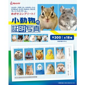 画像: 小動物の証明写真（１月）【●３００円カプセル　１カートン２００個入り　奇人クラブ】