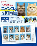 画像: ニャンコの証明写真（第一弾）（１月）【●３００円カプセル　１カートン２００個入り　奇人クラブ】