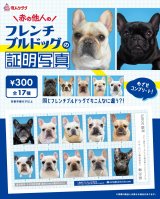 画像: フレンチブルドッグの証明写真（１月）【●３００円カプセル　１カートン２００個入り　奇人クラブ】