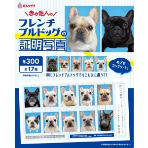 画像: フレンチブルドッグの証明写真（１月）【●３００円カプセル　１カートン２００個入り　奇人クラブ】