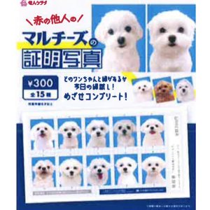 画像: マルチーズの証明写真（１月）【●３００円カプセル　１カートン２００個入り　奇人クラブ】