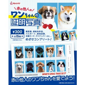 画像: ワンちゃんの証明写真（１月）【●３００円カプセル　１カートン２００個入り　奇人クラブ】