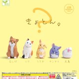 画像: きょとん。（５月）【☆３００円カプセル　４０個入り　エール】＋正規台紙
