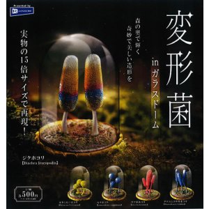 画像: 変形菌 in ガラスドーム（４月）【☆５００円カプセル　２０個入り　レインボー】＋正規台紙