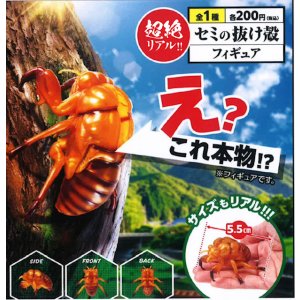 画像: セミの抜け殻フィギュア（４月）【☆２００円カプセル　５０個入り　ビーム】＋正規台紙