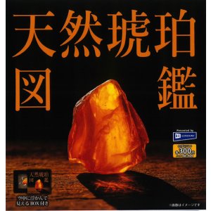 画像: 天然琥珀図鑑（４月）【☆３００円カプセル　４０個入り　レインボー】＋正規台紙