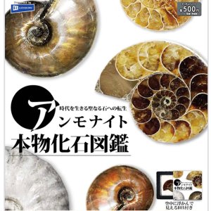 画像: アンモナイト本物化石図鑑（５月）【★５００円カプセル　２０個入り　レインボー】＋正規台紙