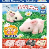 画像: マイクロブタのピグぬいぐるみ（７月）【◆５００円カプセル　２０個入り　アミューズ】＋正規台紙