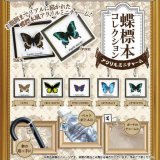 画像: 蝶標本コレクション アクリルミニチャーム（７月）【◆３００円カプセル　４０個入り　funbox】＋正規台紙