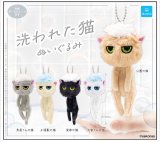 画像: 洗われた猫 ぬいぐるみ（７月）【◆５００円カプセル　２０個入り　クオリア】＋正規台紙