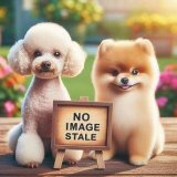 画像: スポンジ・ボブ フェイスマスコットミラー（７月）【◆５００円カプセル　２０個入り　クオリア】＋正規台紙