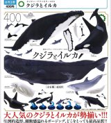 画像: NTC400 クジラとイルカ（再販）（８月）【□４００円カプセル　３０個入り　いきもん】＋正規台紙