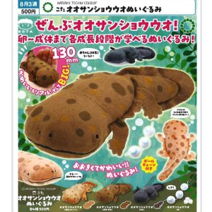 画像: ATC こた オオサンショウウオぬいぐるみ（８月）【□５００円カプセル　２０個入り　いきもん】＋正規台紙