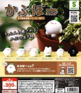 画像: かぶぼーフィギュア（再販）（８月）【□３００円カプセル　４０個入り　ジェンコ】＋正規台紙１枚