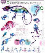 画像: STC 新世界『透明標本』めじるしマスコット（１０月）【△３００円カプセル　４０個入り　いきもん】＋正規台紙