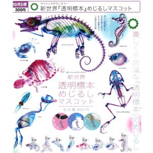 画像: STC 新世界『透明標本』めじるしマスコット（１０月）【△３００円カプセル　４０個入り　いきもん】＋正規台紙