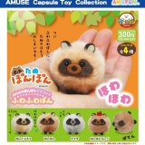 画像: たぬぽんぽんふわふわぽん（１１月）【▲３００円カプセル　４０個入り　アミューズ】＋正規台紙