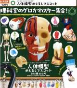 画像: STC 人体模型めじるしマスコット（１１月）【▲４００円カプセル　３０個入り　いきもん】＋正規台紙