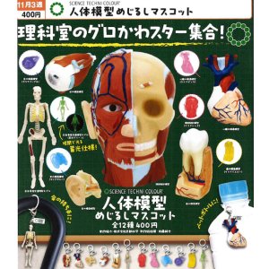 画像: STC 人体模型めじるしマスコット（１１月）【▲４００円カプセル　３０個入り　いきもん】＋正規台紙