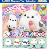 画像: ふくふくシマちゃんましゅコット（１２月）【▽３００円カプセル　４０個入り　アミューズ】＋正規台紙