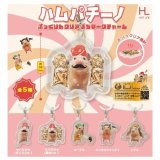 画像: ハムパチーノぷっくりんクリアぷちマークチャーム（１２月）【▽３００円カプセル　４０個入り　ホットライン】＋正規台紙