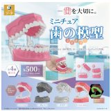 画像: ミニチュア歯の模型（１２月）【▽５００円カプセル　２０個入り　SO-TA】＋正規台紙