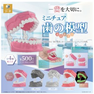 画像: ミニチュア歯の模型（１２月）【▽５００円カプセル　２０個入り　SO-TA】＋正規台紙